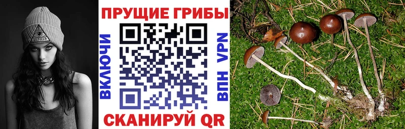 Псилоцибиновые грибы ЛСД  кракен сайт  Дорогобуж 